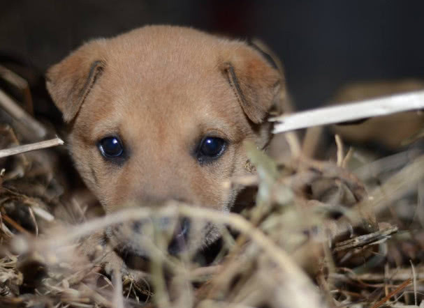 狗严重便秘拉不出屎怎么办,狗便秘最快的解决方法