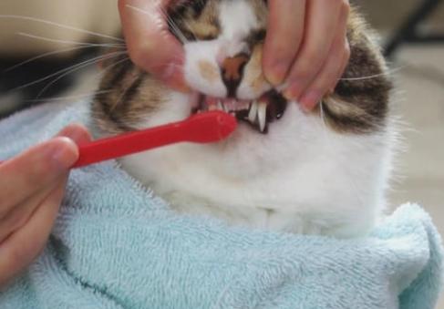 一刷牙就想呕吐是怎么回事,一刷牙就想干呕怎么回事