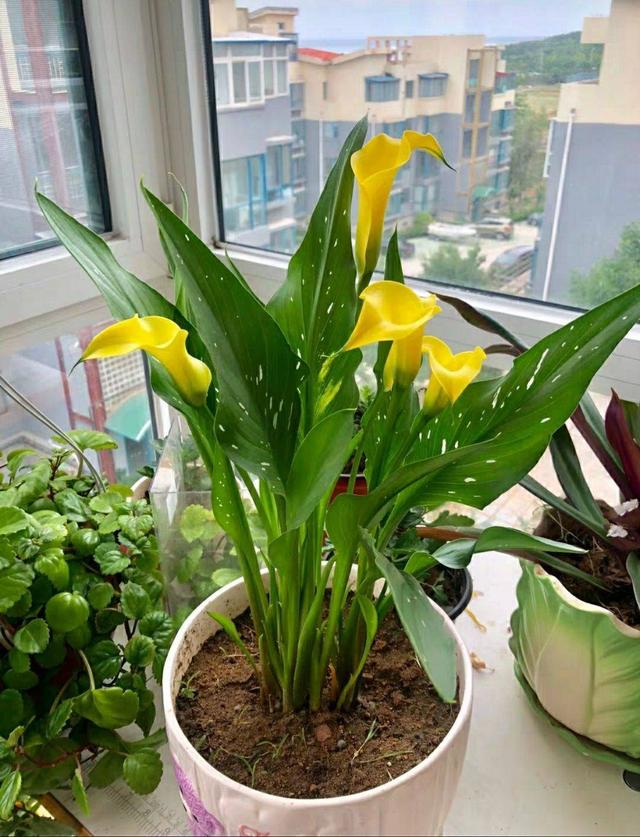 马蹄莲养殖方法马蹄莲有毒吗,马蹄莲滴水观音的养殖方法