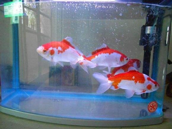 什么冷水观赏鱼最好养又存活率高,新手最好养的冷水观赏鱼