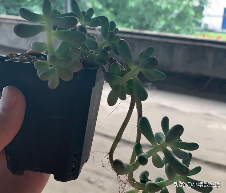 多肉歪长什么原因,多肉长歪