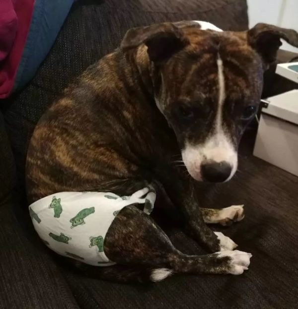 狗狗生理期突然来袭，铲屎官动手DIY，真是不给汪留一点情面