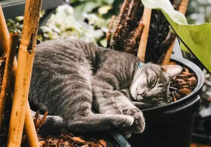 想撸猫但是猫害怕怎么办,想撸猫又怕脏怎么办