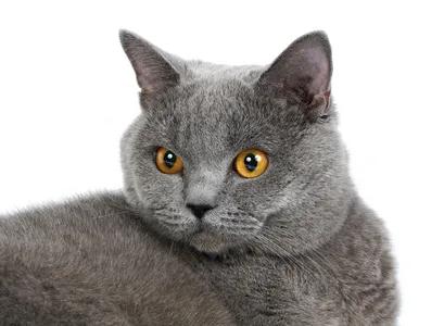 好看的猫的眼睛,猫的眼睛为什么那么好看