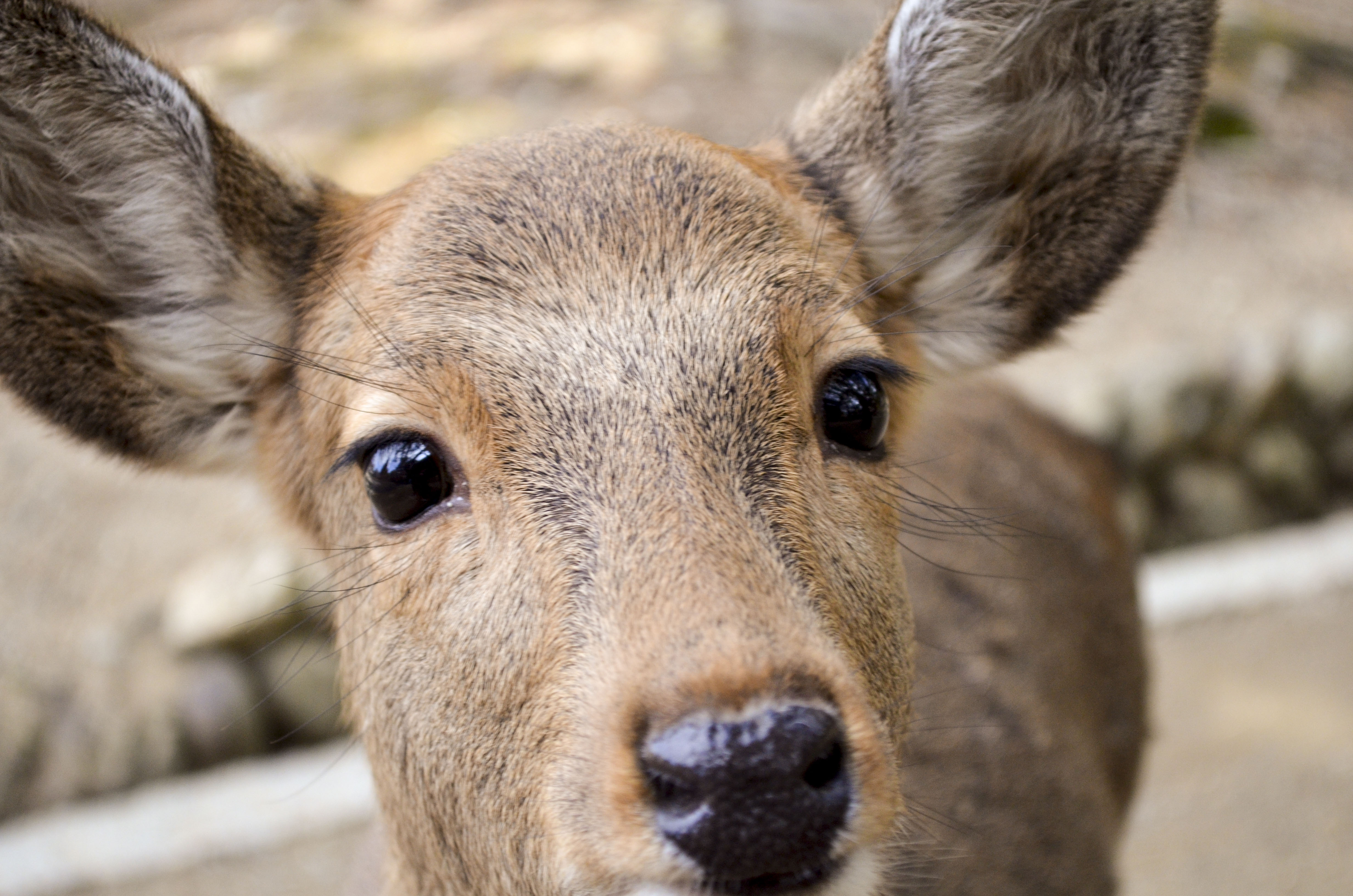 日本关西深度自由行攻略,日本关西五天旅游攻略