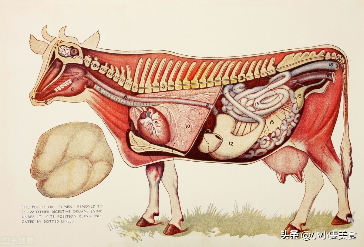 牛百叶牛肚金钱肚怎么卤,毛肚金钱肚千层肚牛百叶区别