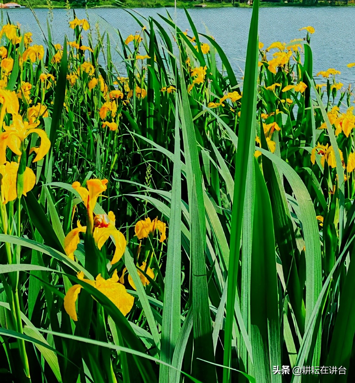 校本课程资源开发方案,校本特色课程实施方案