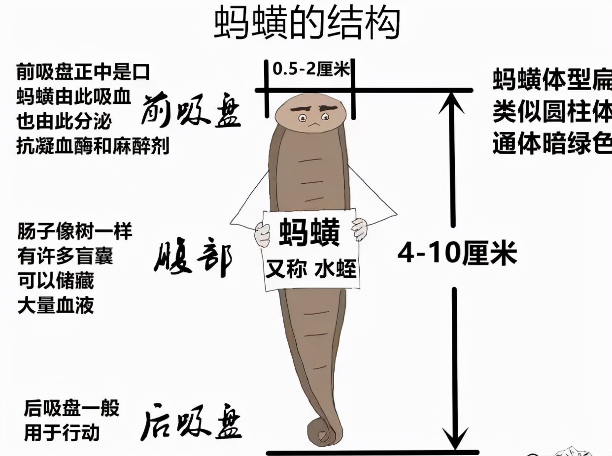 水蛭被人吃进肚子里它能活多久,水蛭被吃到肚子里能活吗