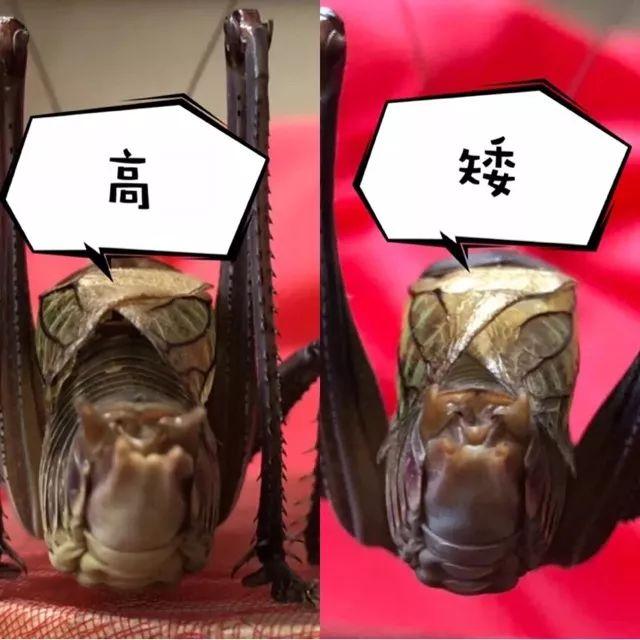 百艺杂谈,教你鸣虫界的八句“黑话”