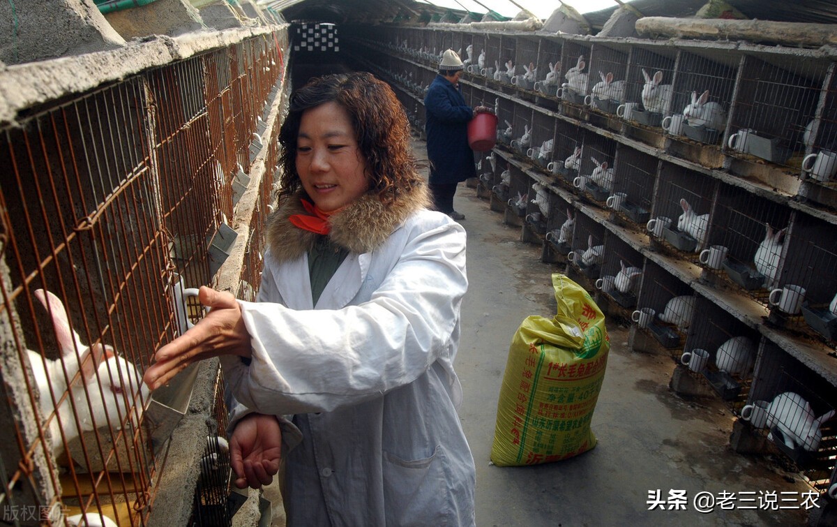 一个办法，解决冬天兔子饮水问题，长膘快，产仔多，一年多挣1000