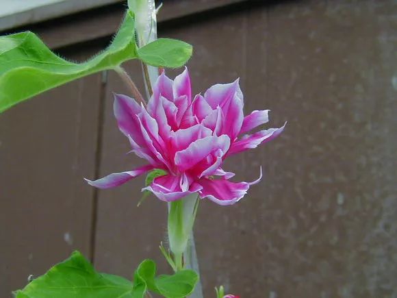 牵牛花到处游,牵牛花随便种