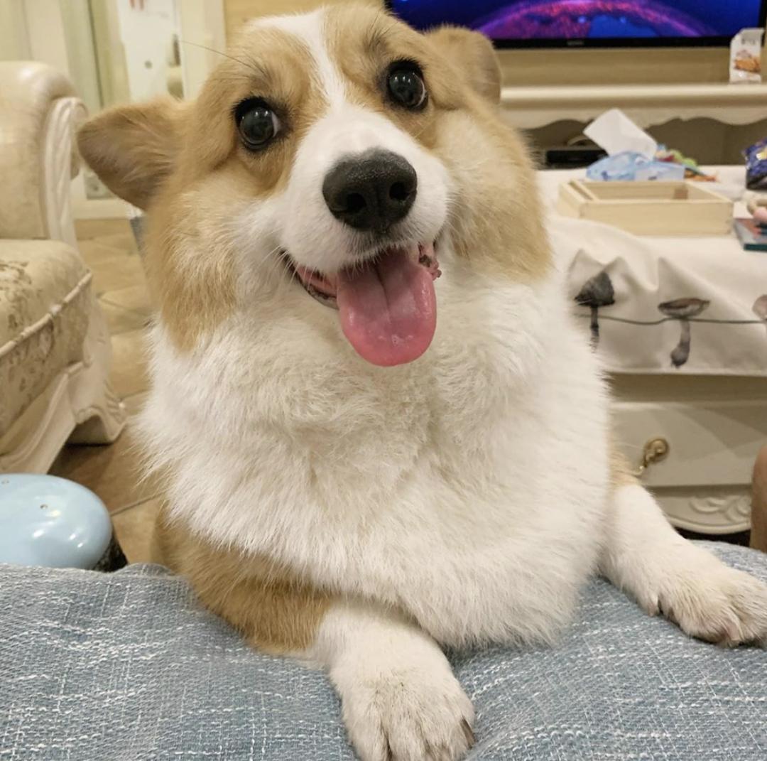 惹人喜爱的萌犬,萌犬