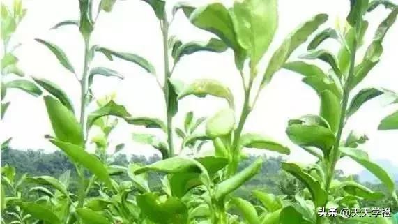 柑橘潜叶蛾的危害症状及防治措施,柑橘潜叶蛾防治最佳方法