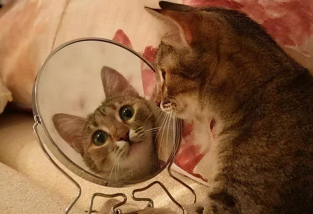 狗有老虎的基因吗,狗妈带大的老虎基因会改变吗