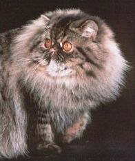 猫咪颜色遗传规律,猫咪遗传基础知识大全