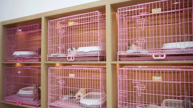 仙女猫专卖店介绍,仙女猫专卖店一览表