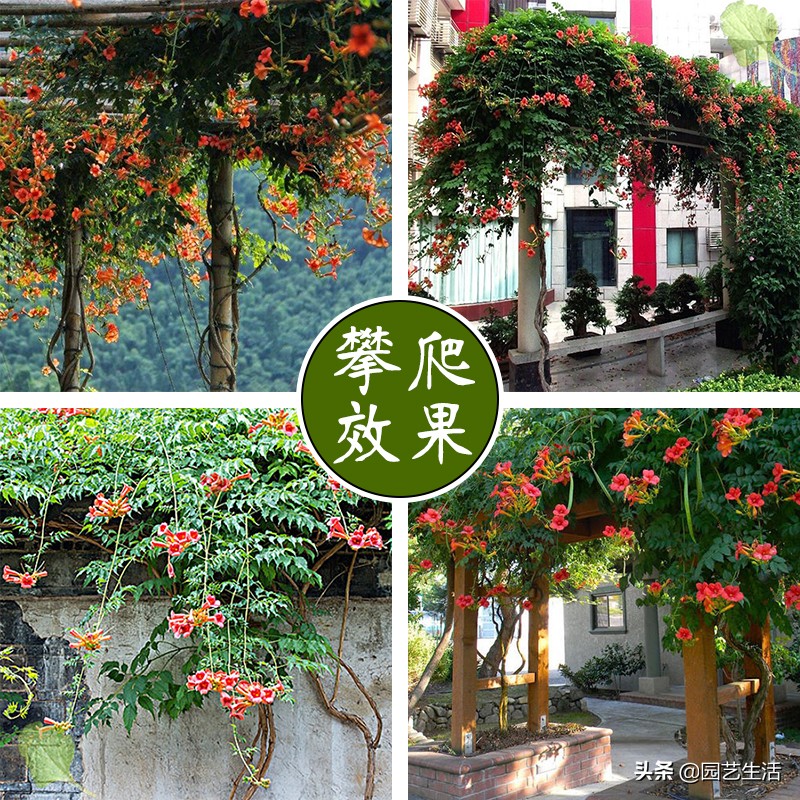 爬山虎拔了吧，凌霄一年能开180天，现在种一棵，夏天正好驱蚊虫
