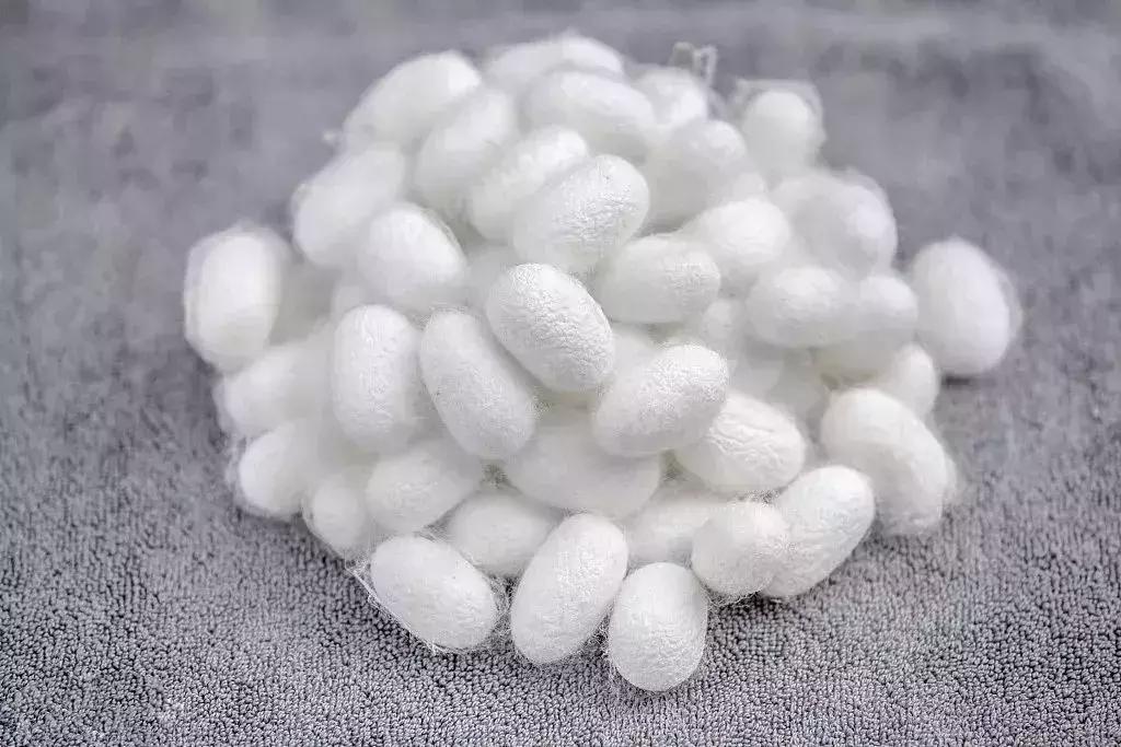 真蚕丝贵吗,真品蚕丝