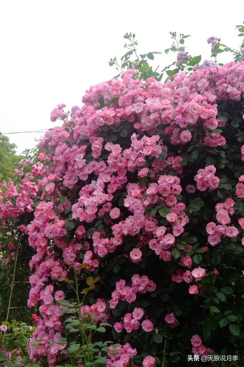天狼推荐花墙月季品种,天狼月季罗衣花墙