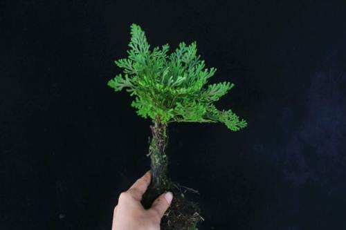 农村小野草“九死还魂”，缺水成枯草，遇水就复活，如今成高档货