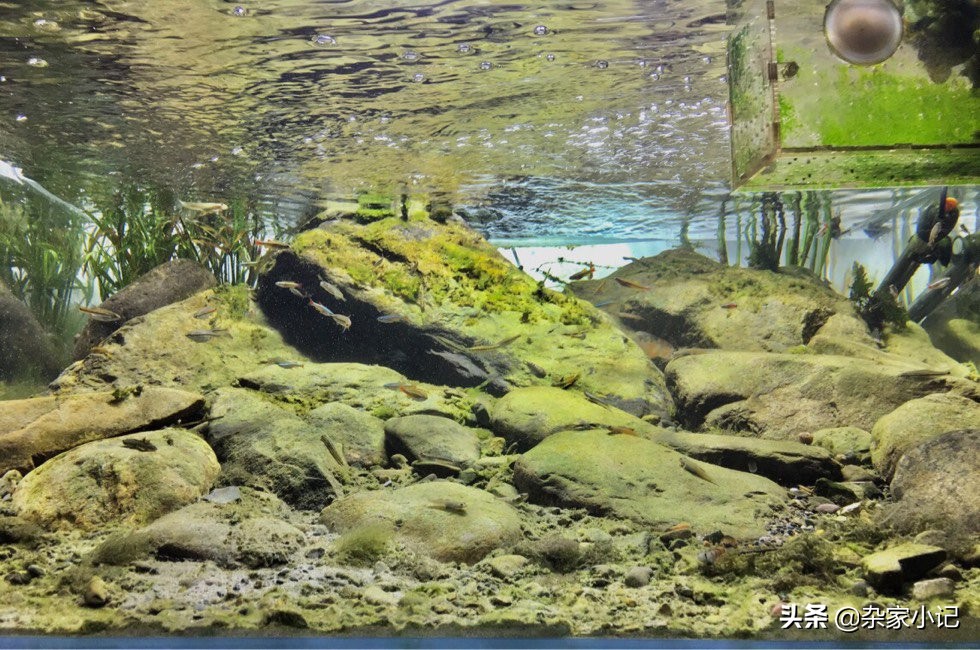 原生缸加热推荐,不用过滤器的原生缸