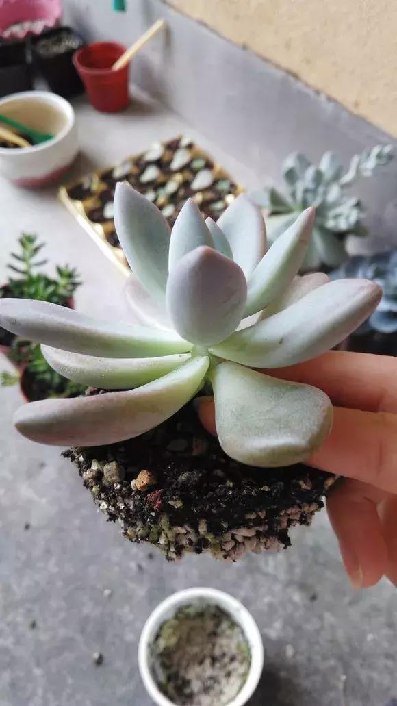 多肉烂根别怕，简单4步“急救法”，全烂了也能救活！