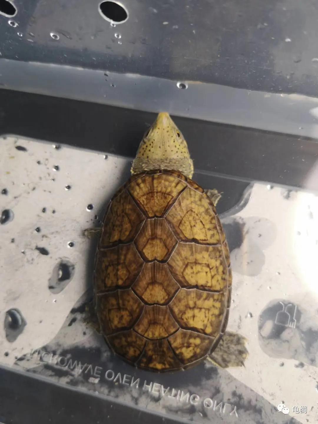 minimonster杭州,minimonster绘本