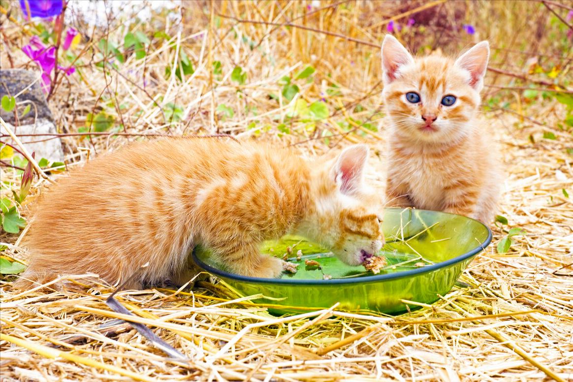 猫咪上火屁股红肿,猫咪上火怎么办滴什么眼药水