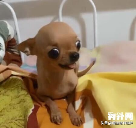 吉娃娃发脾气视频大全,吉娃娃惹主人生气