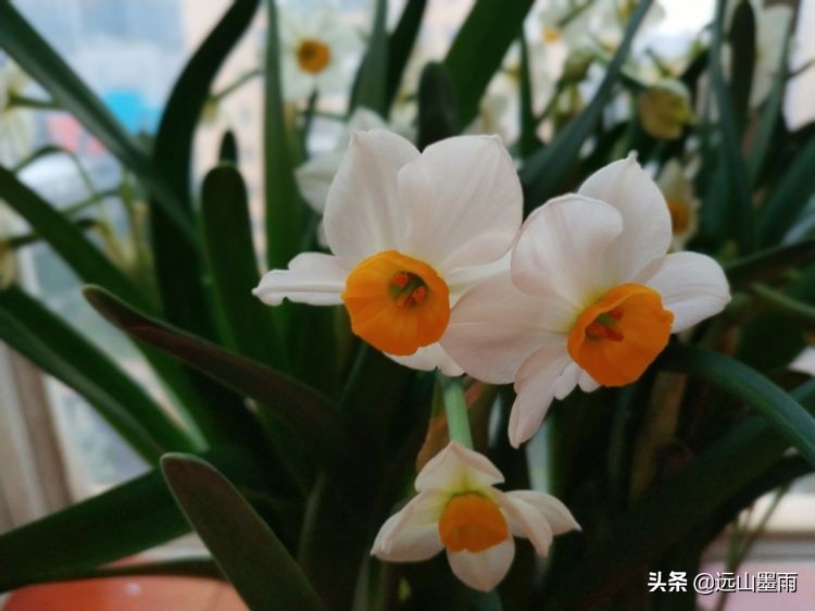 2020新年到、昆明暖冬迎春来,又是一年水仙花开、淡香飘逸的季节