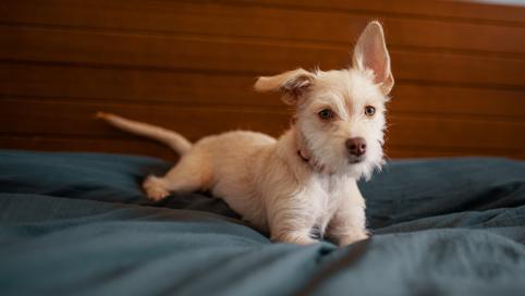 「护理」狗子来了大姨妈怎么办？