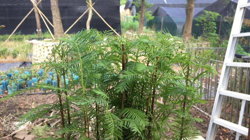 苹果盆景修剪技巧图解,新手也能学会的修剪盆景技巧