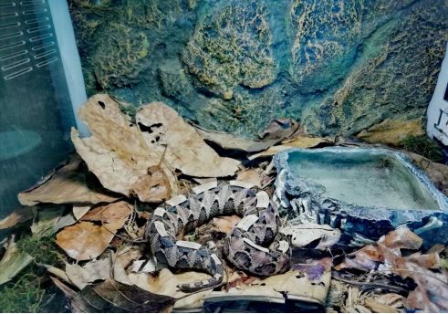 蛇类是怎么过冬的,饲养蛇类的方法是什么