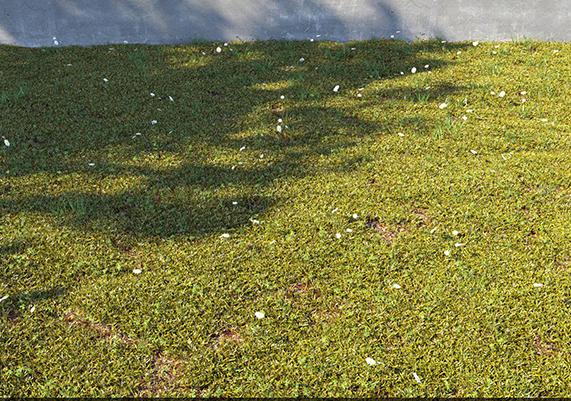 如何使用3DSMAX制作和渲染超逼真的3d草