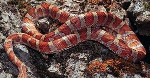 可以盘着玩的蛇,能盘的野生动物