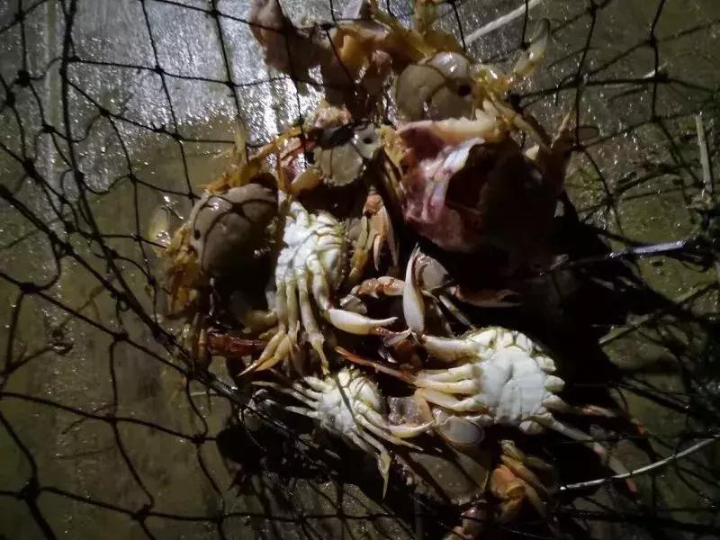 墨尔本捕蟹,墨尔本抓帝王蟹