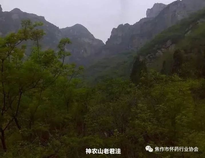 山东怀山药片药用价值,不是怀山药有药用价值吗