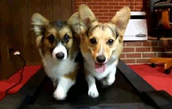 狗狗外出总是乱吃垃圾怎么办,怎么预防狗狗外出乱吃