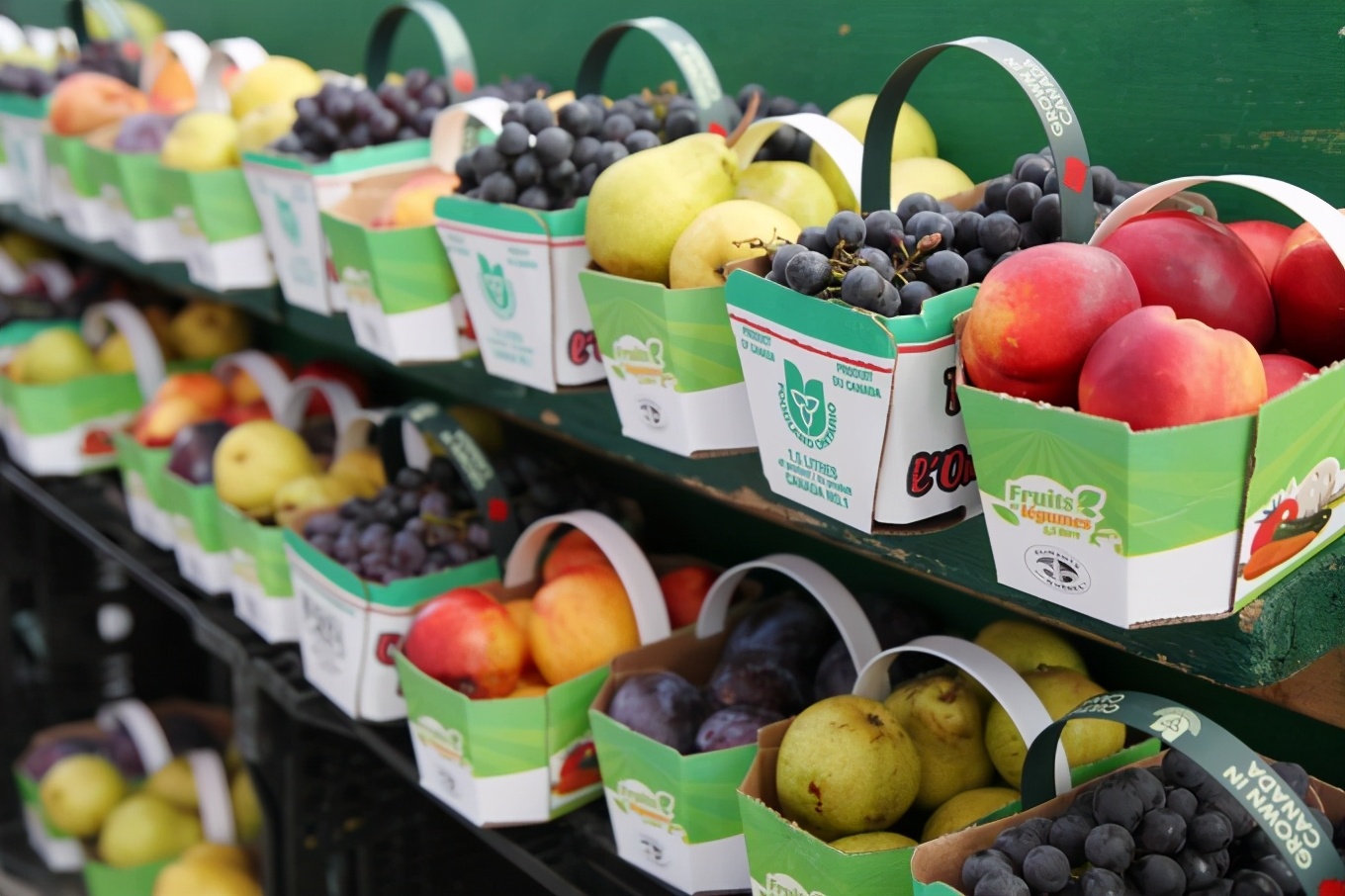 「怀念系列」加拿大（5）｜品尝奥巴马同款枫叶糖