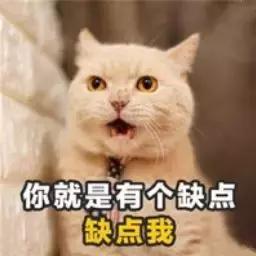 新手养猫适合养什么猫便宜,没钱养猫真的不能养吗