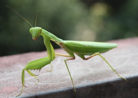 盘点我们没有见过的虫子,小时候的虫子长得有多恐怖