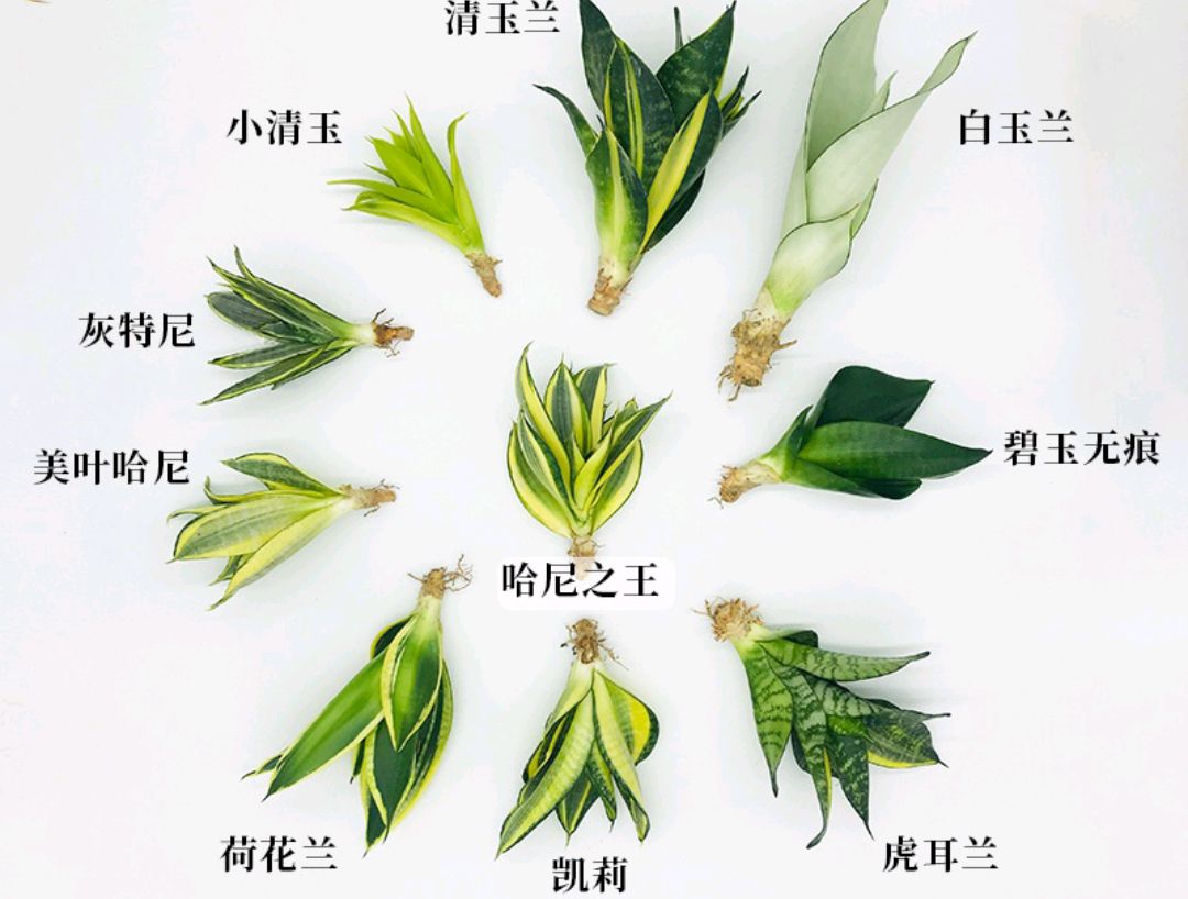 这8种花你不要乱浇水,新手种花品种推荐