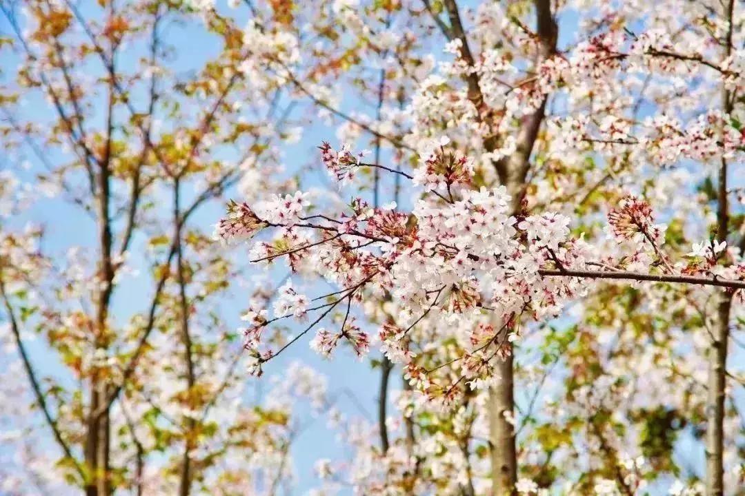 不输日本的3个赏樱地,何必舍近求远国内10大赏樱胜地