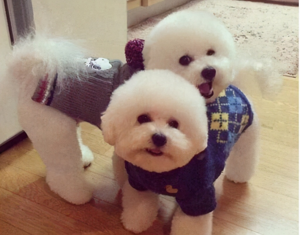 比熊犬为什么不建议养公的,比熊犬为什么不建议新手养