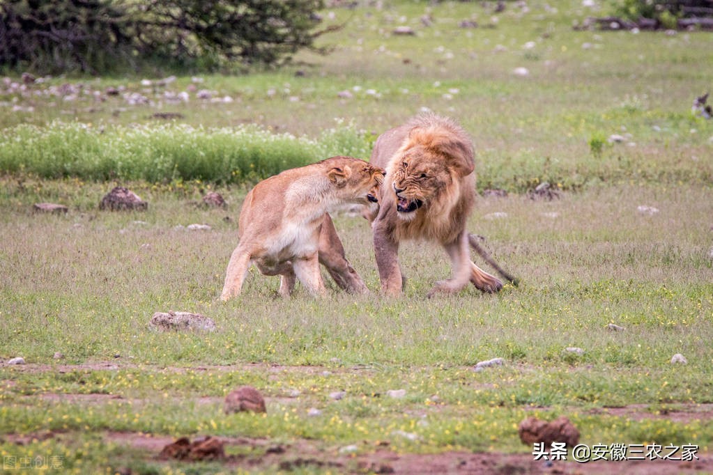 动物的共生关系还有哪些,动物的共生关系是天生的