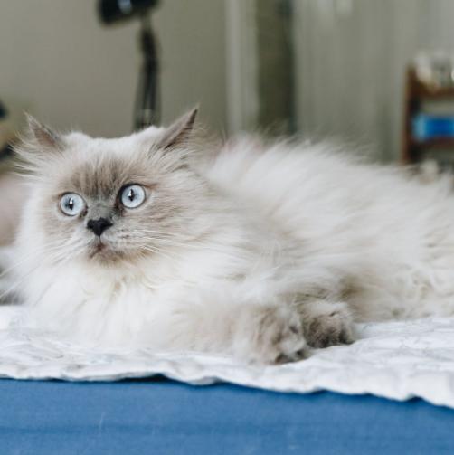 猫咪为什么不能吃甜食,猫咪禁食的食物和禁食原因