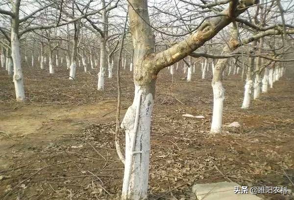 春季果树病虫防治打什么药,春天果树打什么药防病虫害