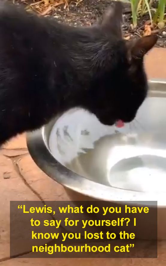 猫突然就不吃不喝死了,猫咪不吃不喝一直睡觉最后死了