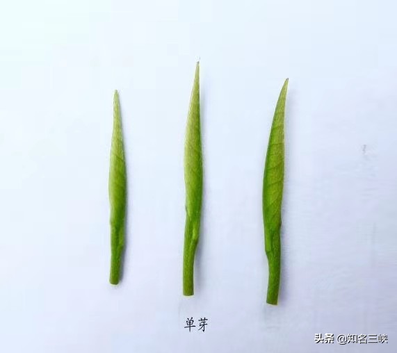 摘春茶的正确方法,又到春茶采收季