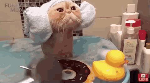 冬天给猫咪洗澡需要注意什么,鸽子冬天洗澡需要注意什么